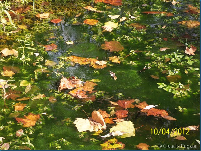 100_1291 100_1291