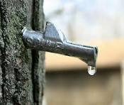 Maple sap Maple sap