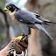 A Peregrine Falcon at Kangaroo Island - Adelaide, Australia