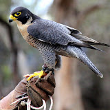 A Peregrine Falcon at Kangaroo Island - Adelaide, Australia