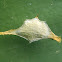 Argiope spider nest. Nido de araña argiope.