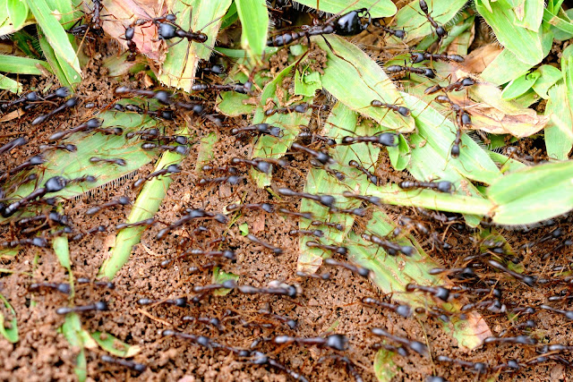 Fourmis légionnaires du genre Dorylus (FABRICIUS, 1793) ou fourmis Magnan : ouvrières et soldats (sur les côtés de la colonne). Ebogo (Cameroun), 21 avril 2013. Photo : Daniel Milan