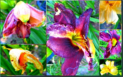 daylily color boost0610