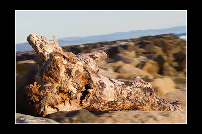 20110403_Half Moon Bay_IMG_6558-Edit-2.jpg