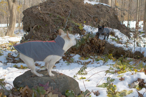 Franny, it's a good thing that all of the farm animals were safe indoors.