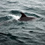 DSC_0885.JPG