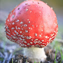 Fly agaric