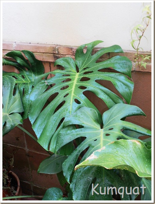 monstera 1