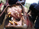 South Africa - 224.JPG