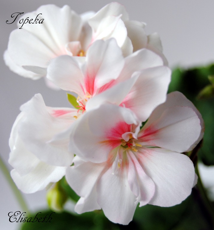 [Pelargonium%2520juni-11%2520099%255B4%255D.jpg]