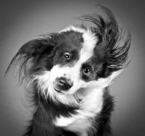 shaky-dogs03