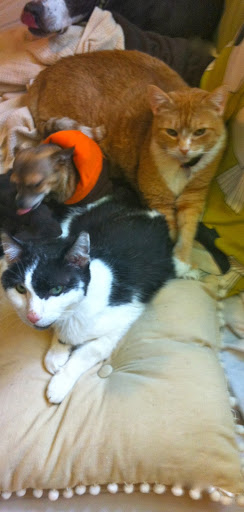 Even Max, who used to ignore Chauncy, came closer to offer comfort. I even caught him grooming his feline brother! Even Max, who used to ignore Chauncy, came closer to offer comfort. I even caught him grooming his feline brother!
