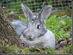 Grey rabbit