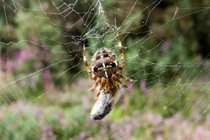 Cross or garden spider