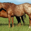 mare-yor