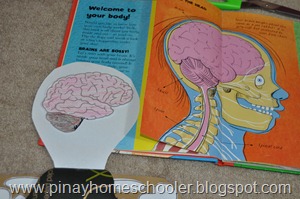 Internal Organs of the Human Body