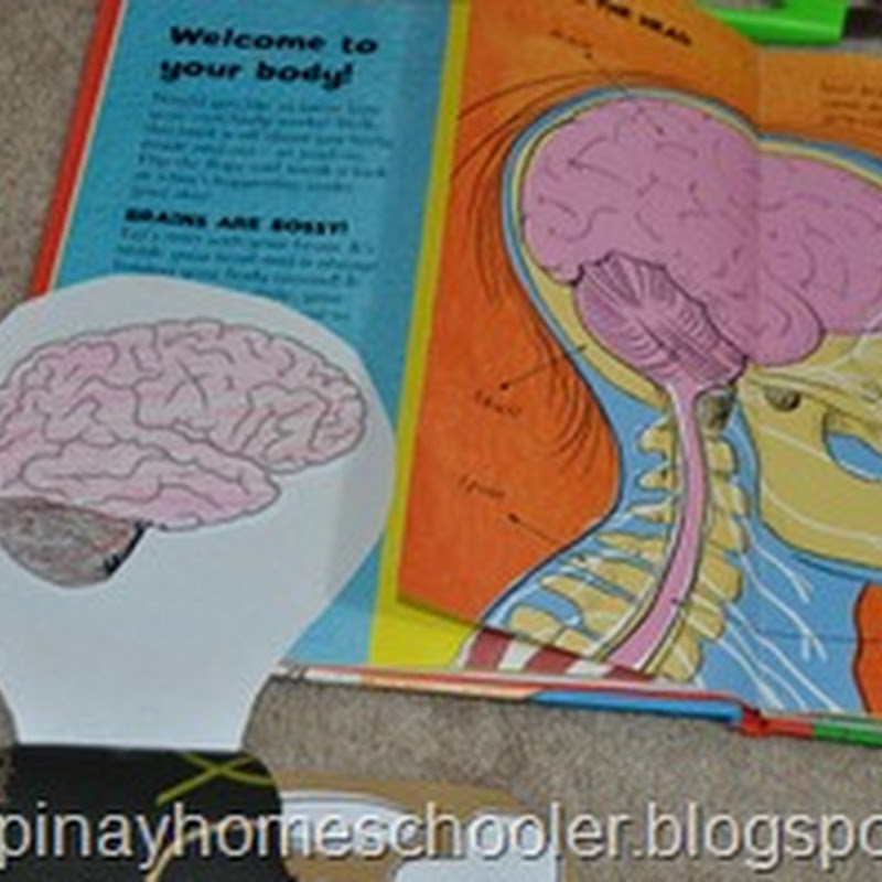 internal organs of human body and their functions for grade 3