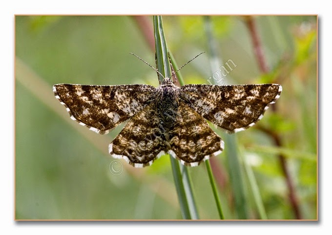 Day Moth 10  Common Heath