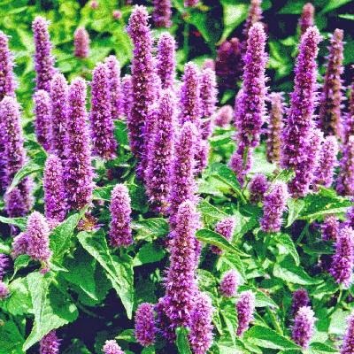 [Agastache%2520mexicana%255B3%255D.jpg]