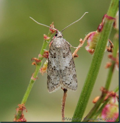 light-grey-tortrix-5