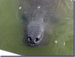 7944  private boat charter with Capt. Ron Presley  and his wife Karen - Banana River, Florida - Manatee