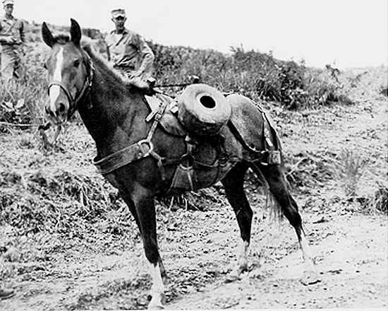 [sgt-reckless-hero-horse%255B8%255D.jpg]