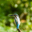 Common Kingfisher-01.jpg