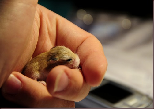 Amazing Animals Pictures Hamster (9)