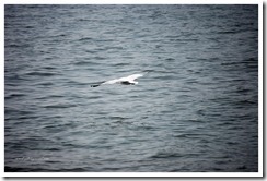 DSC_2417 DSC_2417