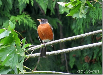 American Robin