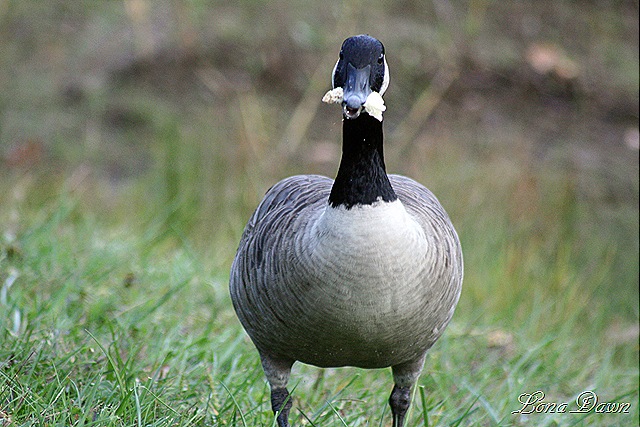 [Geese_Bread%255B7%255D.jpg]