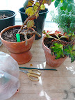 Fear not, hardy begonia friends. You will leaf out again and look anew soon enough. Likely within the same time the cuttings root...wish us all luck! Are you up to try with me?