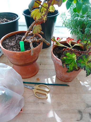 Fear not, hardy begonia friends. You will leaf out again and look anew soon enough. Likely within the same time the cuttings root...wish us all luck! Are you up to try with me?