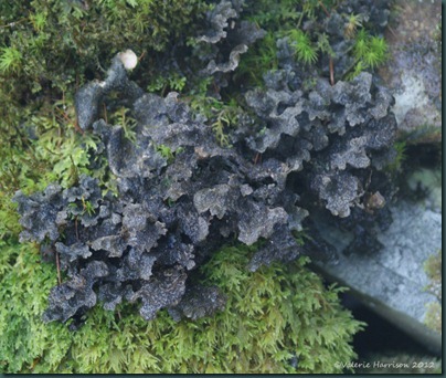 21-lichen-Sticta-sylvatica
