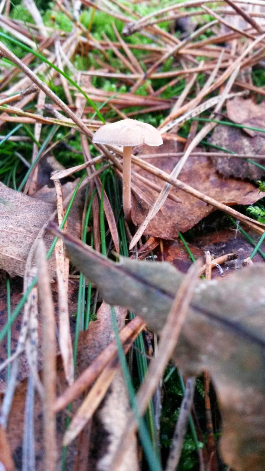 Een weg die nog voortreffelijker is: november 2014