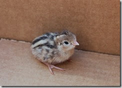 baby quail