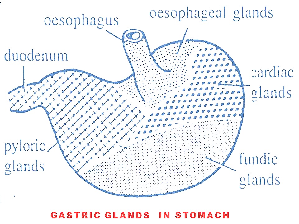 [stomach-gastric-glands%255B5%255D.jpg]