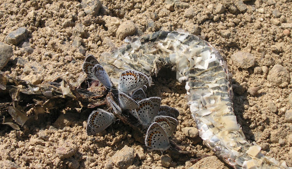 Plebejus subsolanus EVERSMANN, 1851 (= Lycaeides idas L., 1761), sur un cadavre de serpent. Aurovka, au sud d'Anutchino (Primorskij Kraj, Russie), 1er juillet 2011. Photo : Jean Michel