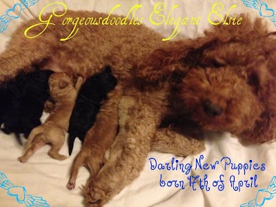 Elsie with her baby Labradoodles.