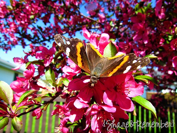 [butterfly%25202012%255B7%255D.jpg]