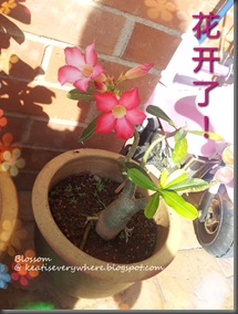 2494_20121031_004_Flower