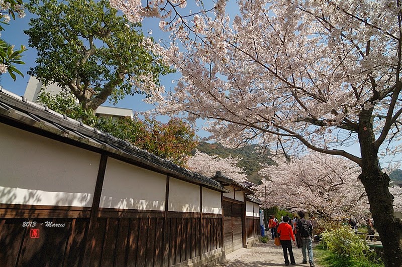 京都哲學之道櫻花