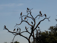 Maribou storks in a tree - Linyanti Concession (Chobe Region)
