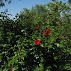 IMG_3529.jpg