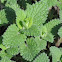 Blue Wonder Catmint