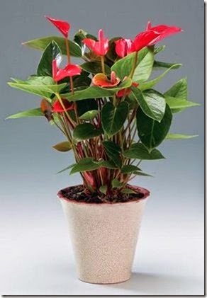 clip_image001