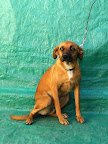 Grey. Hembra 10 meses. Es muy tímida pero noble y cariñosa