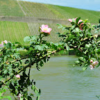 DSC_9456.jpg
