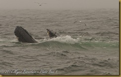 Humpback head feeding MSB_7543 NIKON D300S June 12, 2011