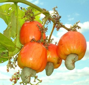 cashewnews_004